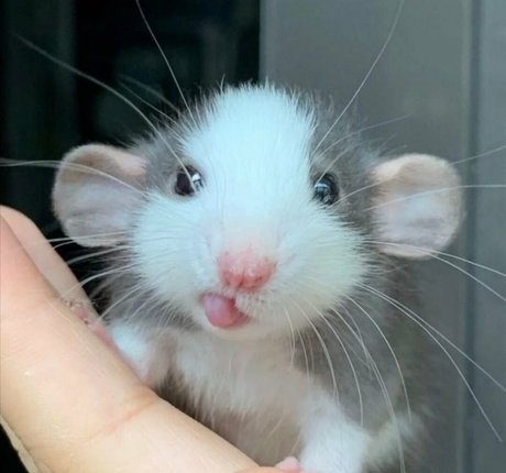 softbunnyrae nice actress picture