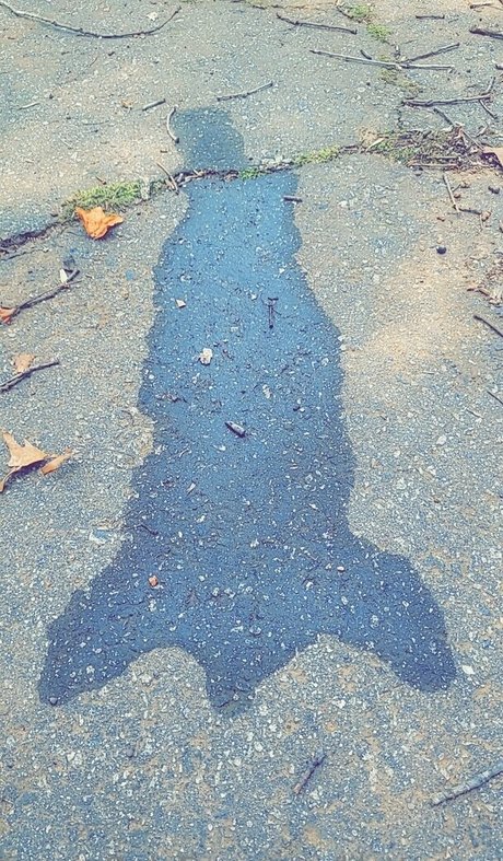 hairy armpits onlyfans pornographic photo