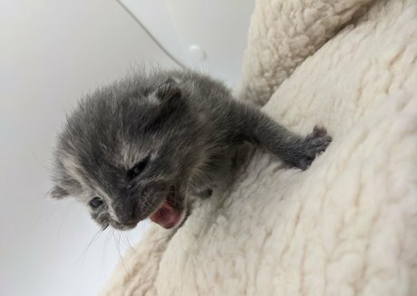 bbw goth onlyfans art nude images