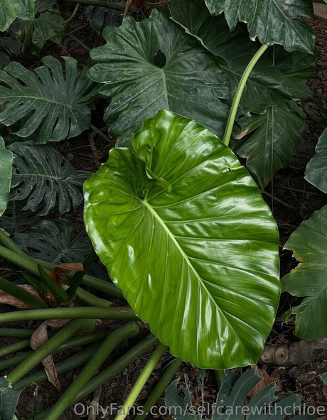 selfcarewithchloe perfect pornstar galleries