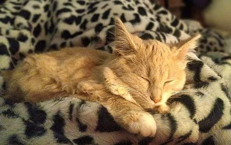 Miss Wolfie pornstar perfect photo