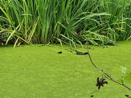 Jerking away the fat star exclusive pictures