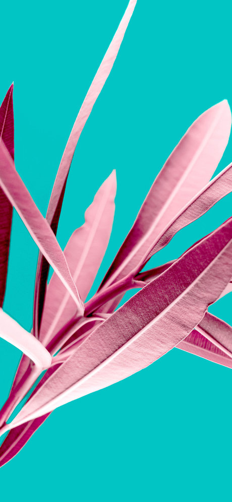 Thiago e Elvis model perfect gallery