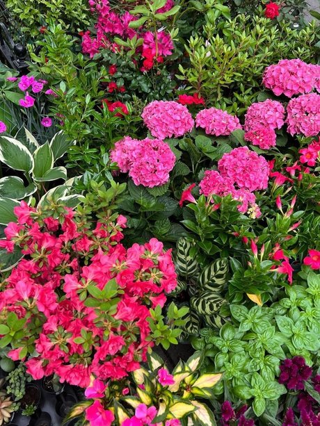 Mr CreamZ exclusive star gallery