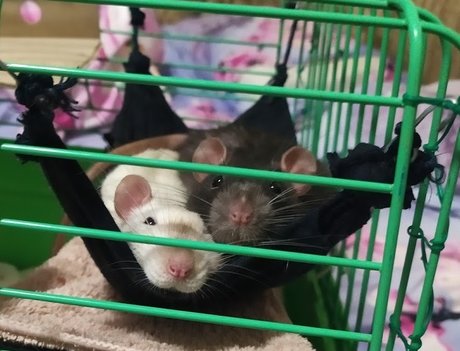 Mr Fufu Duduch amp amp Mr Churchill rats_ pornstar nudes picture