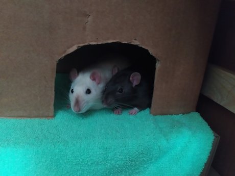 Mr Fufu Duduch amp amp Mr Churchill rats_ pornstar pretty photo