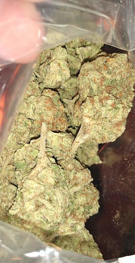 Mr Traditional nice pornstar photos