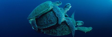 Mrlongdck top actress archive