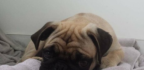 himeonisama star exclusive img