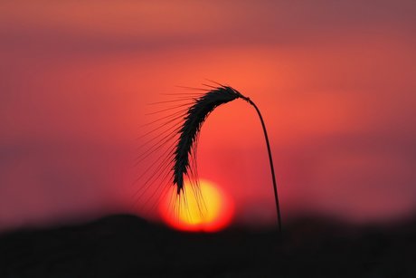 FloriS art model images