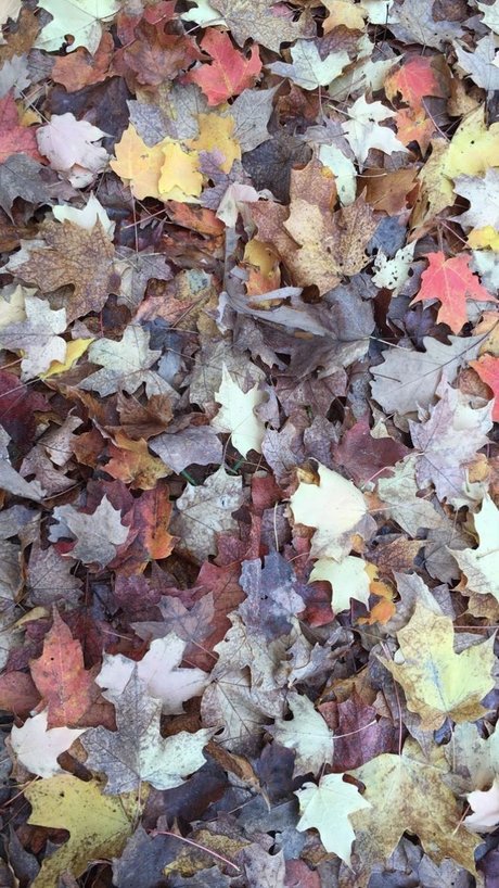 Mae Lyne_ hot pornstar galleries