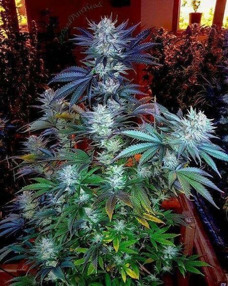 Tmoore33 pornstar hot archive