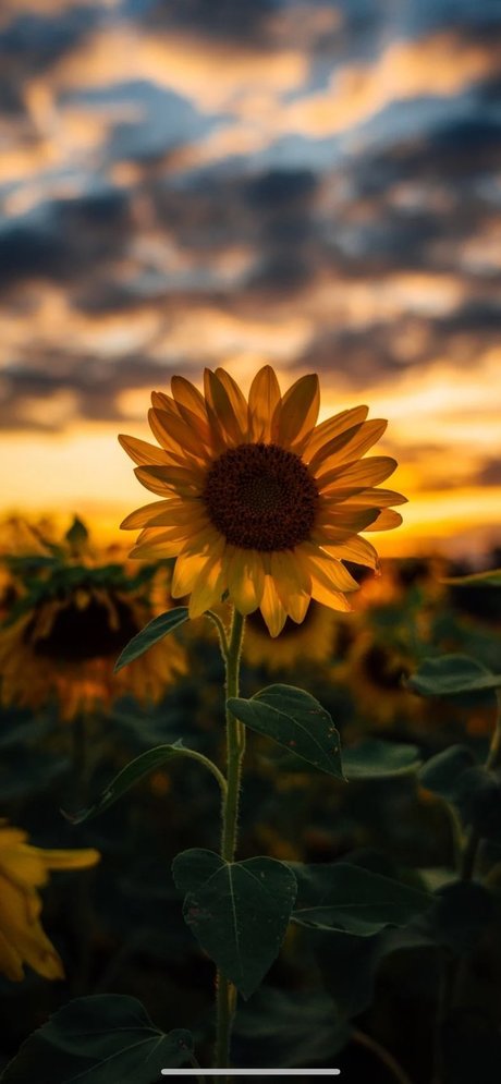 CrissiBbyCakes hot actress img