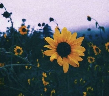 A FreeWoman Ashley Duralia nude model pic