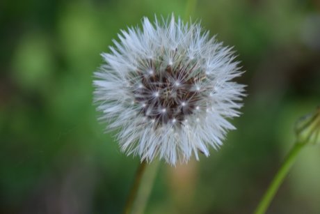 NatureDesire star galleries