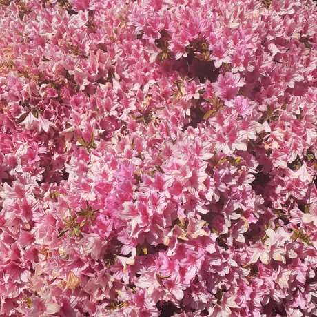 angus best star photo