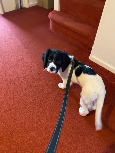 victoria preece star adult photos