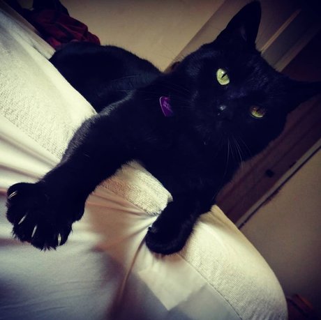 NekOwO model high quality pictures