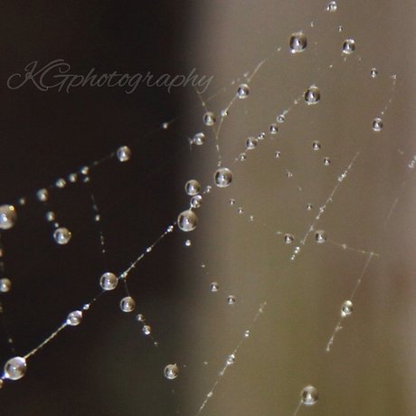 Necrotic Love pornstar pictures