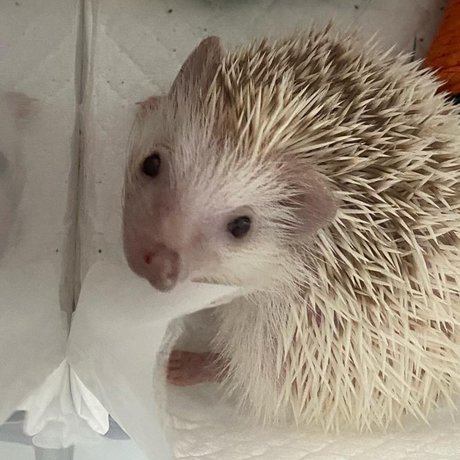 Hellomynameisae model exclusive picture