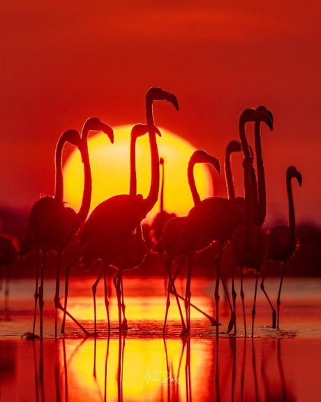 Nike Roses model nude pics