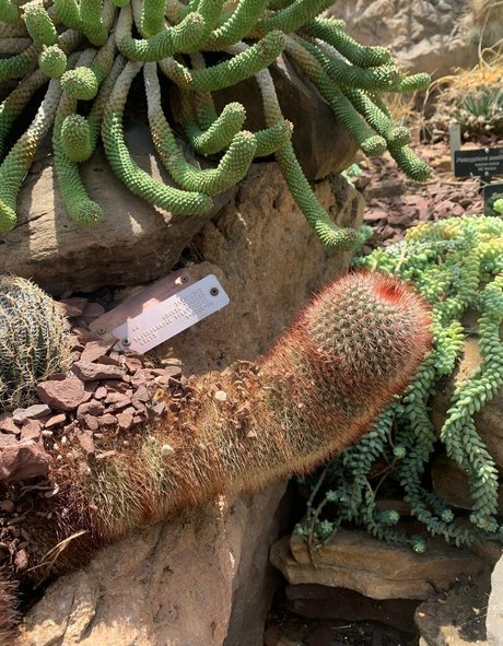 margotdeveraux nice star photo