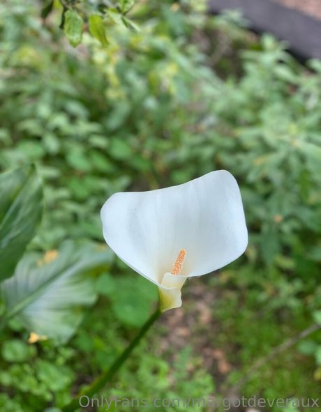 margotdeveraux nude model gallery