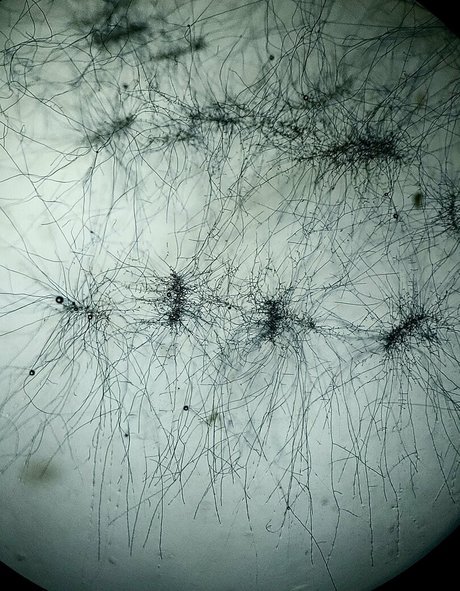 freesexypsychedelic star xxx pic