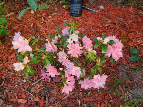 _Inactive_ sex actress image