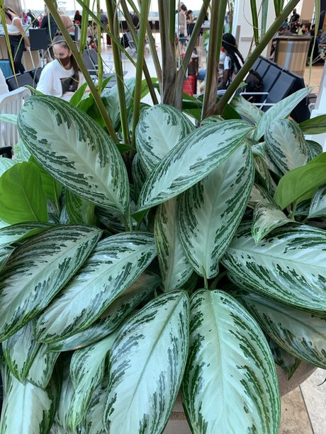 Only Plants model hd img