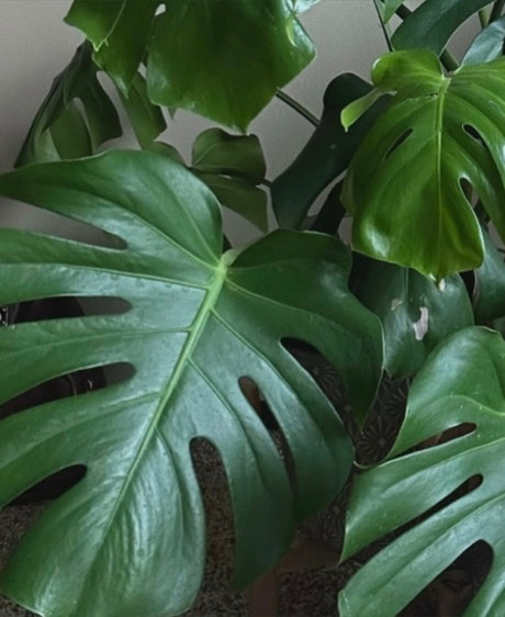 josephine ralyn nude star images