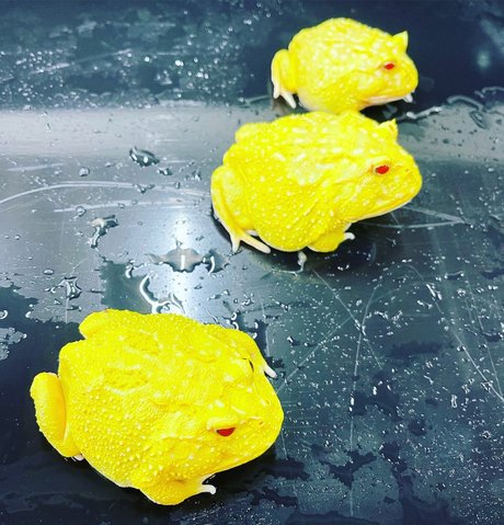 Onlyfrogs sex actress photo