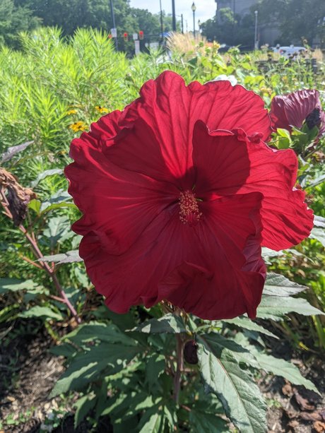 Mxs xxx star galleries