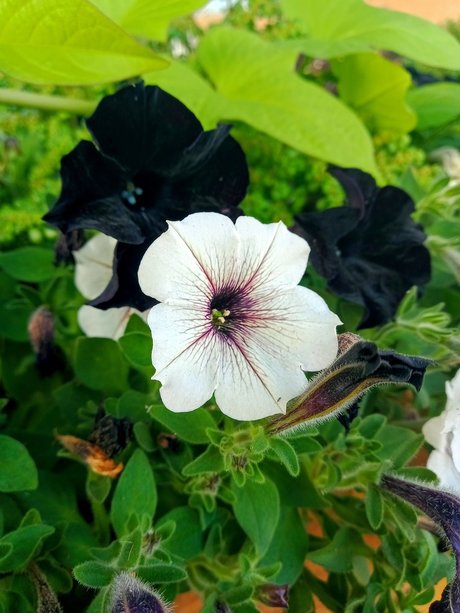 Aceofrose beautiful star images