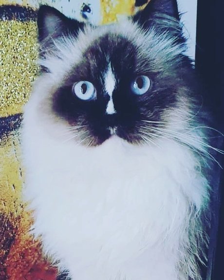 Pablo the Ragdoll model perfect img