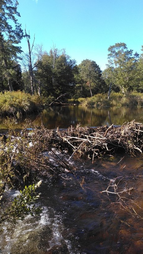 Orgasmsnoaktrees pornstar nudes galleries