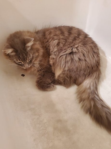 Kitty Blue model nude image