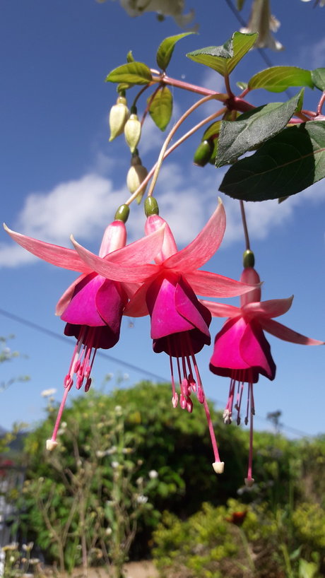 Piel Canela naked model pictures