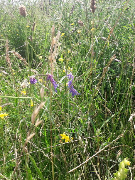 Cosmic Kane star pornographic pictures