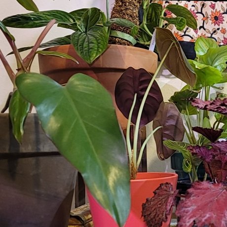 PlantsandNudes star nice pics