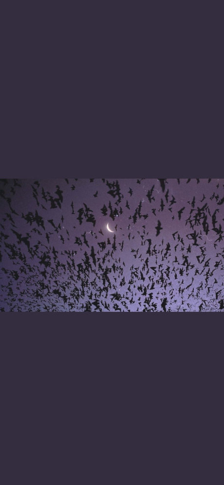 Lilith Faye pornographic star picture