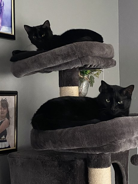 Amber Amos sexy pornstar img