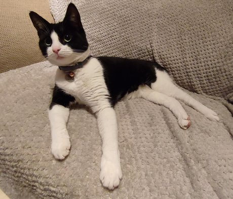 Cool cats xxx perfect model gallery