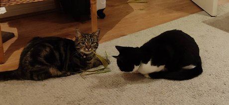 Cool cats xxx art actress gallery