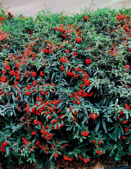 lola pixel beautiful pornstar picture