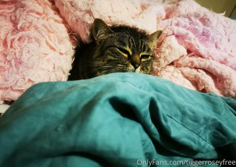 tiggerroseyfree pornstar hd pic