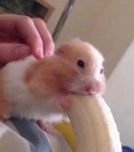 Dentari naked actress galleries