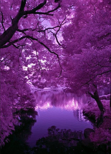 Prince Mikail free star picture