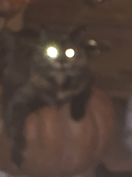 Monster EX model beautiful pic