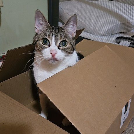 Staci_ top model pic